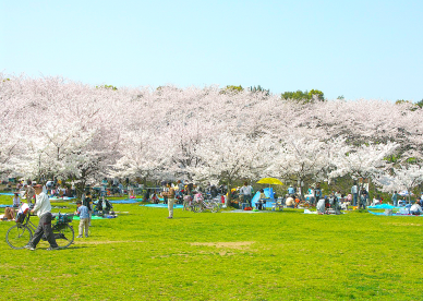 桜が咲く公園